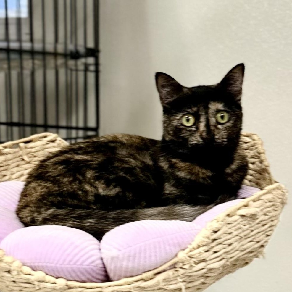 Enlarge Taffy, a ADOPTABLE Tortoiseshell in Jackson, CA image 2/3