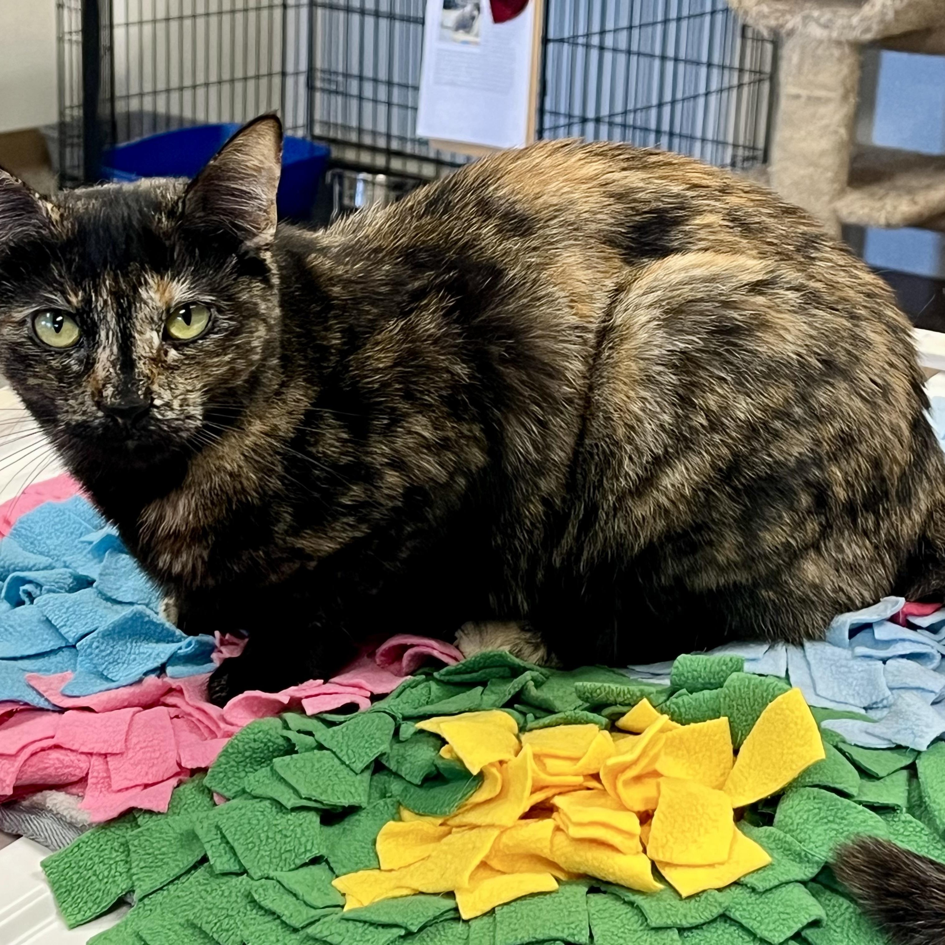 Taffy, ADOPTABLE, Adult Female Tortoiseshell.