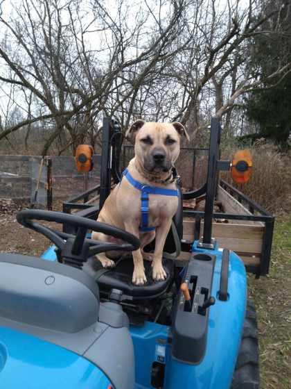 Gopher, a Adoptable mixed breed in Ann Arbor, MI image 1/3