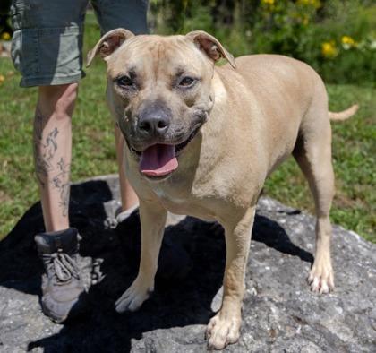 Gopher, a Adoptable mixed breed in Ann Arbor, MI image 2/3