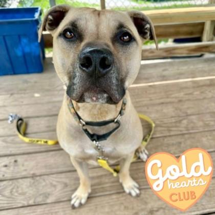 Gopher, a Adoptable mixed breed in Ann Arbor, MI image 3/3