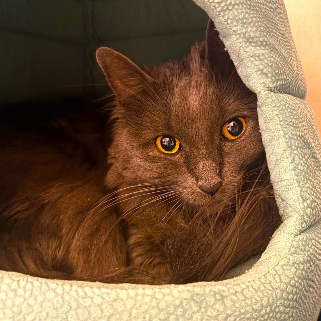MISSY, Adoptable, Adult Female Domestic Long Hair.