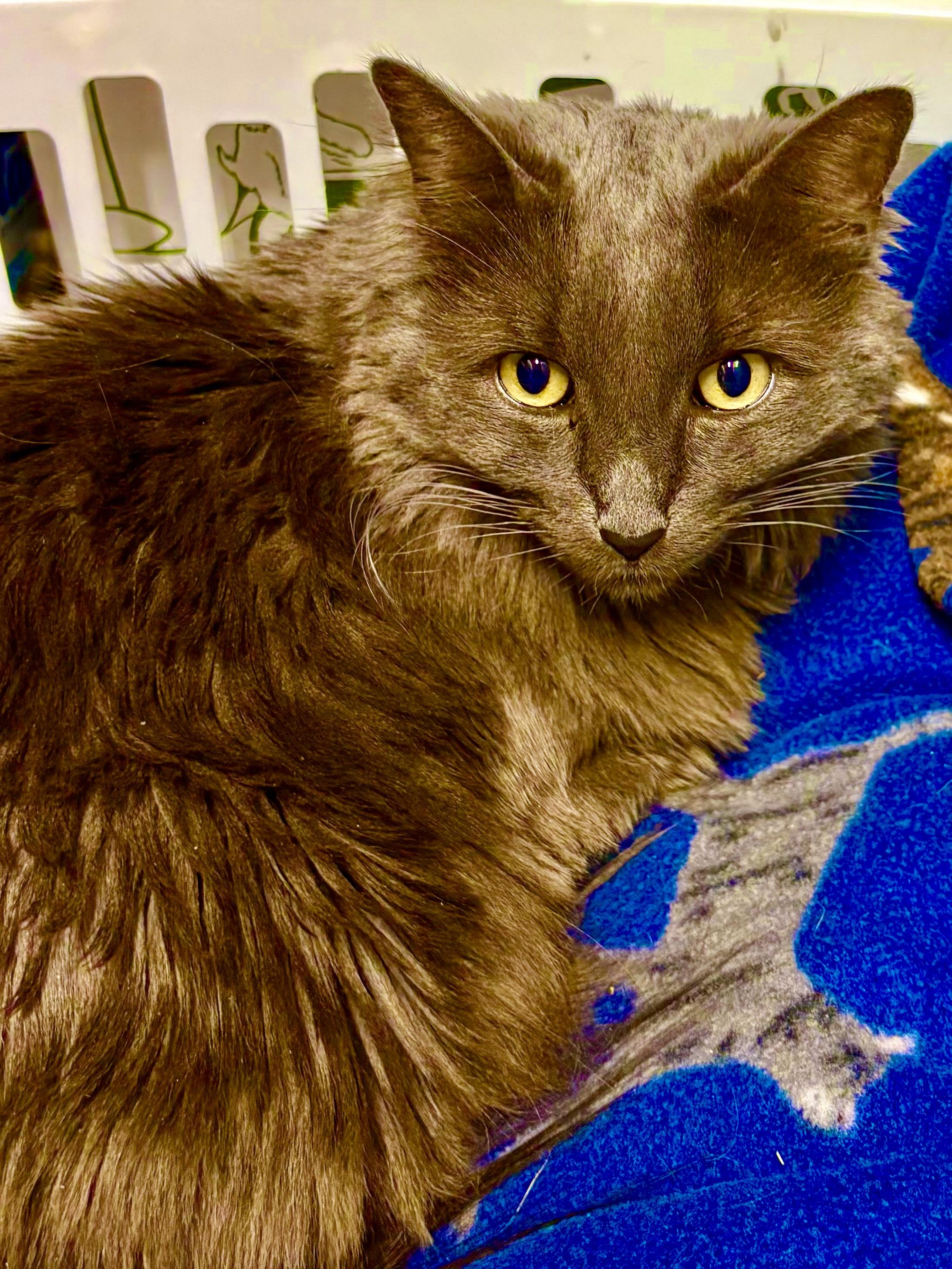 MISSY, Adoptable, Adult Female Domestic Long Hair.