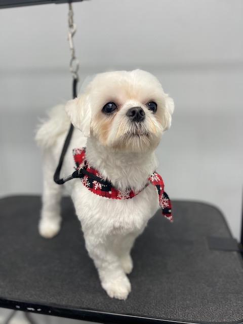 Sawyer , ADOPTABLE, Adult Male Maltese.