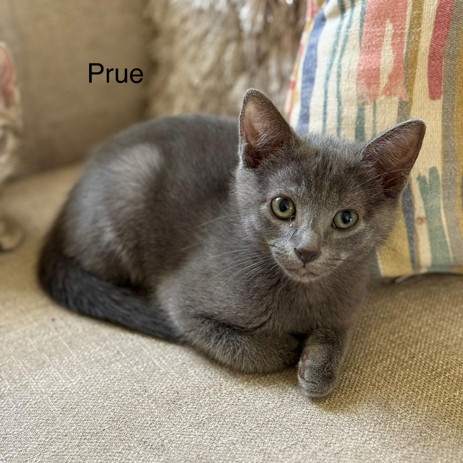 Prue, Adopted, Kitten Female Russian Blue & Domestic Short Hair.