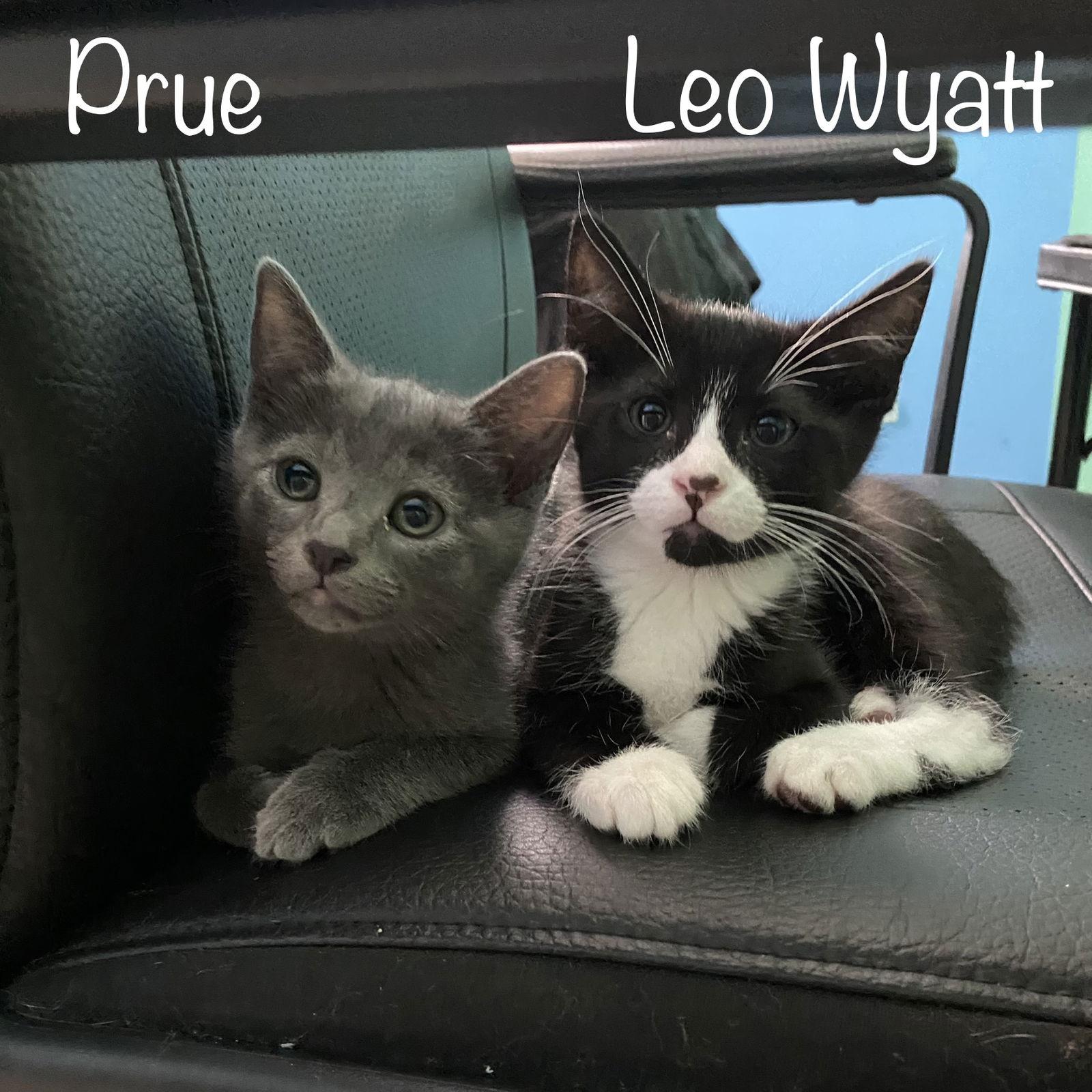 Enlarge Prue, a Adopted mixed breed in Rosenberg, TX image 2/3