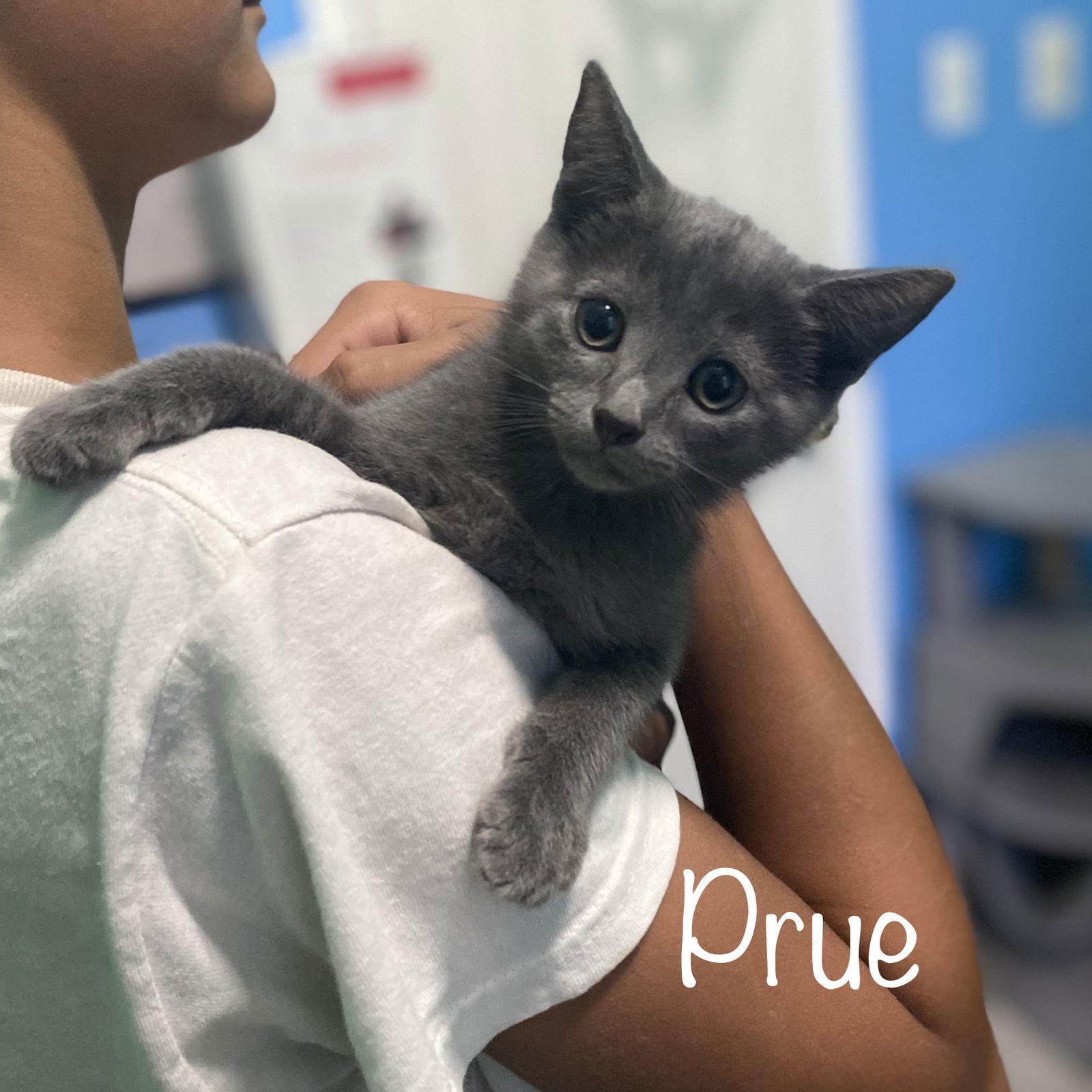 Enlarge Prue, a Adopted mixed breed in Rosenberg, TX image 3/3