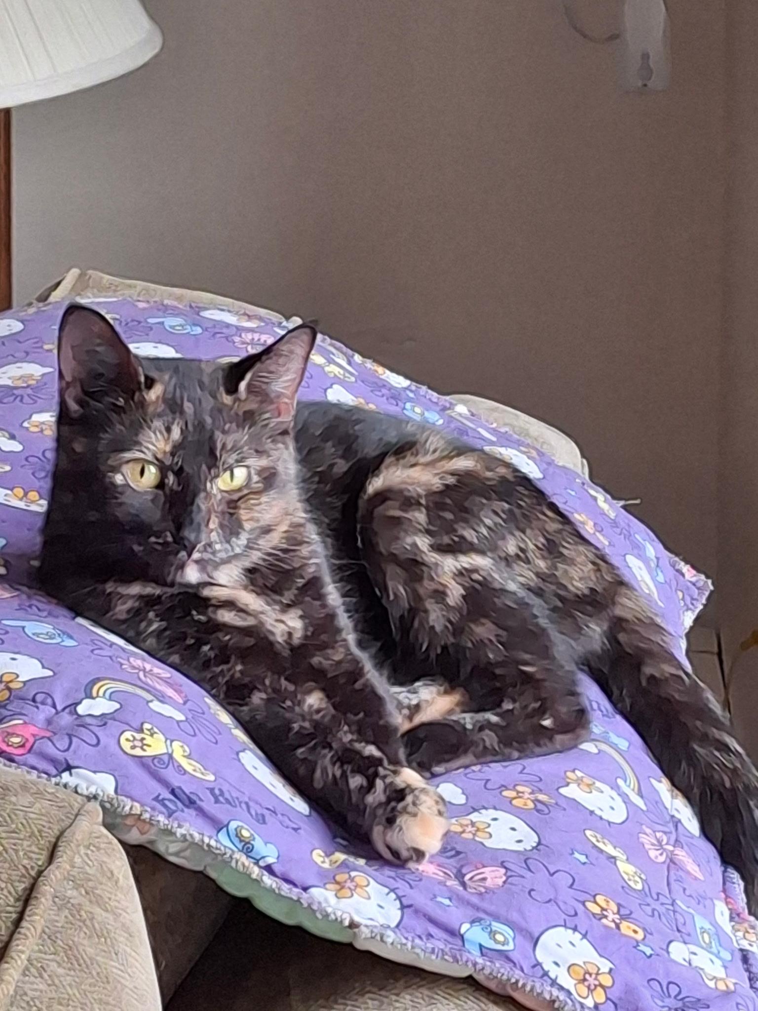 Valentina, a ADOPTABLE mixed breed in Massillon, OH image 1/2