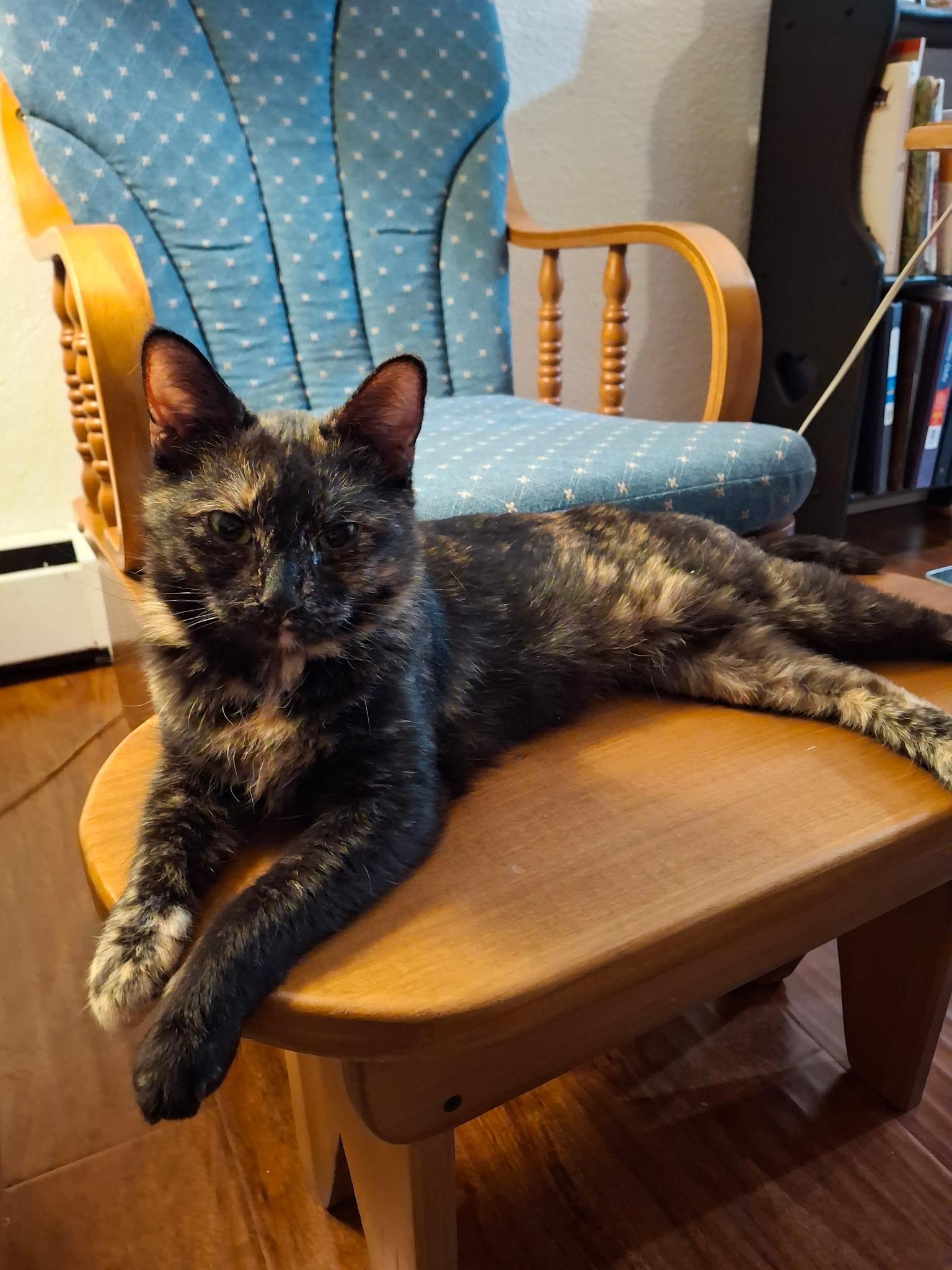 Valentina, a ADOPTABLE mixed breed in Massillon, OH image 1/3