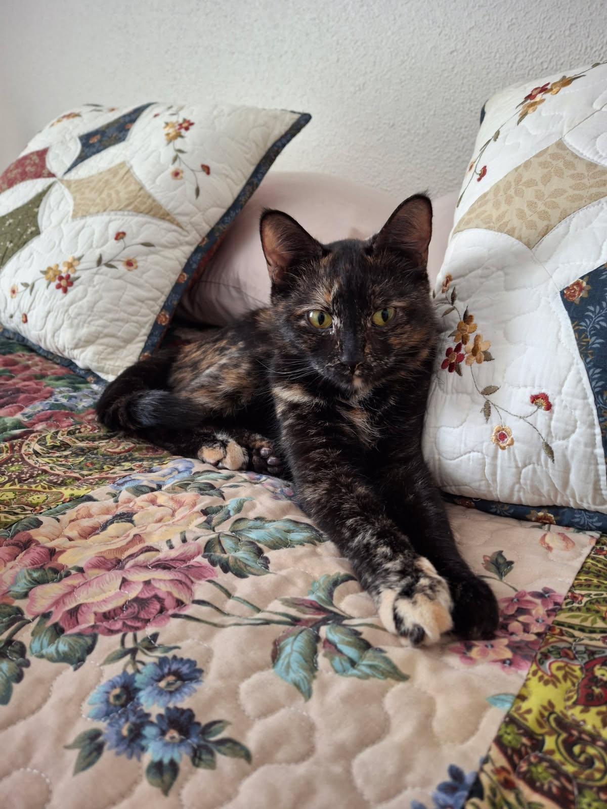 Valentina, a ADOPTABLE mixed breed in Massillon, OH image 2/2