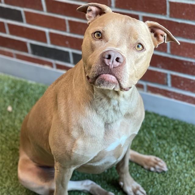 ROCHELLE, Adoptable, Adult Female Pit Bull Terrier.