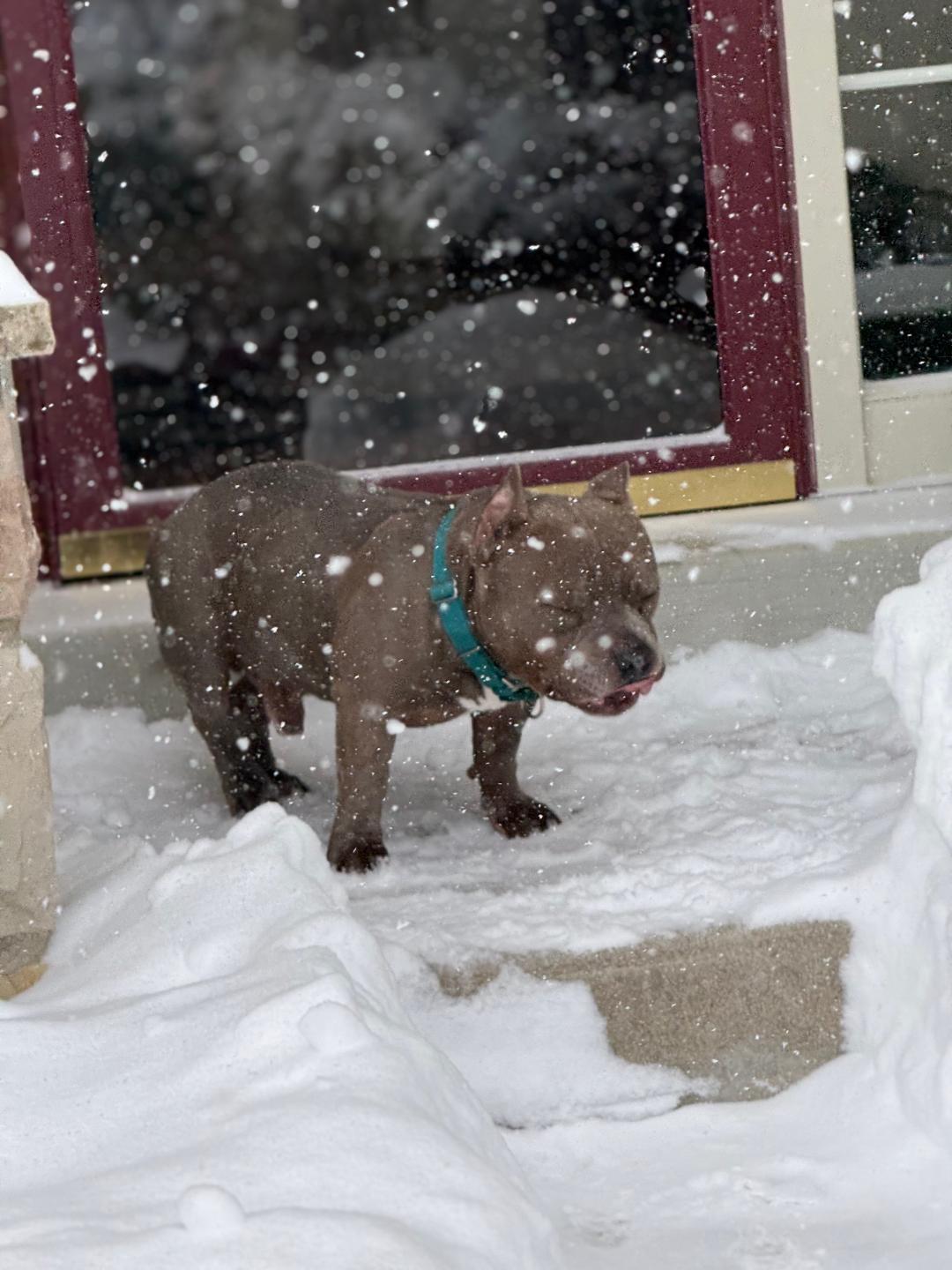 Enlarge Chugger, a Adoptable American Bulldog in Chambersburg, PA image 1/3