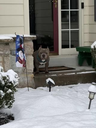 Enlarge Chugger, a Adoptable American Bulldog in Chambersburg, PA image 2/3