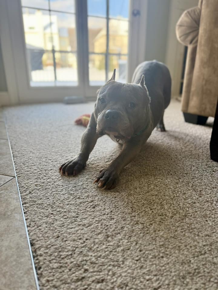 Enlarge Chugger, a Adoptable American Bulldog in Chambersburg, PA image 3/3