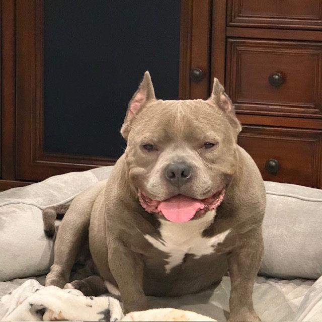 Chugger, Adoptable, Adult Male Staffordshire Bull Terrier.