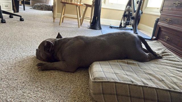 Enlarge Chugger, a Adoptable Staffordshire Bull Terrier in Chambersburg, PA image 2/3