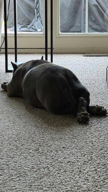 Enlarge Chugger, a Adoptable Staffordshire Bull Terrier in Chambersburg, PA image 3/3