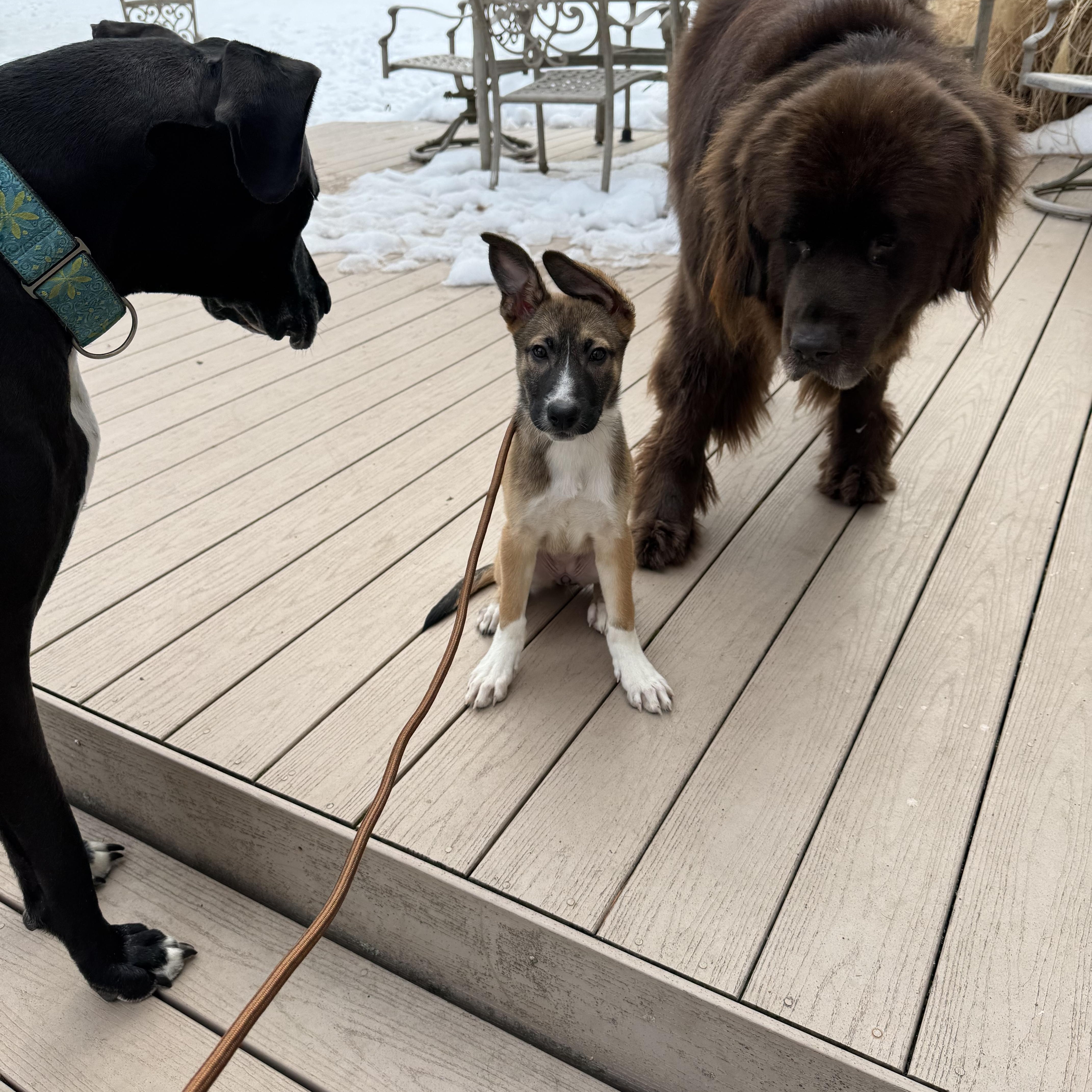 Petta James, adopted, Puppy Female Belgian Shepherd / Malinois & Cattle Dog.