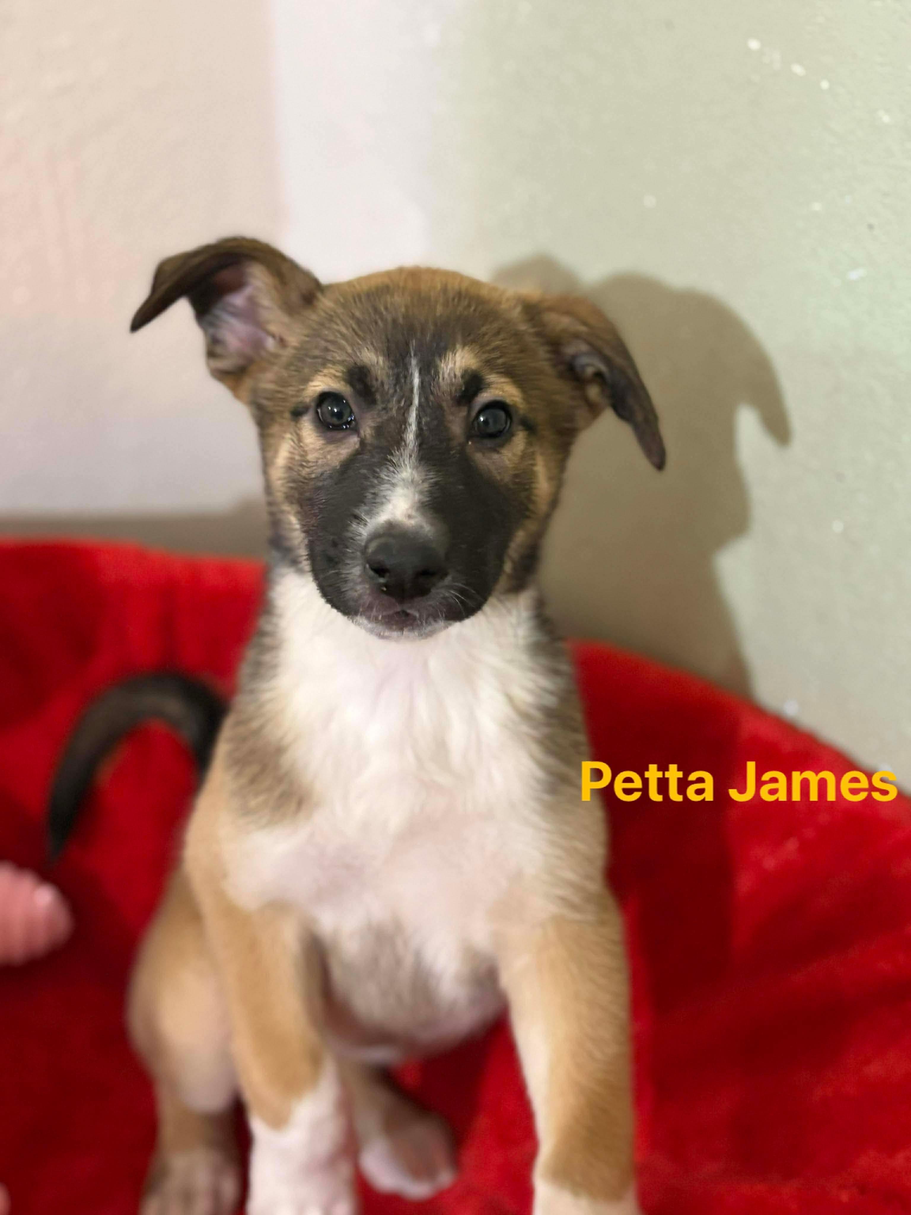 Enlarge Petta James, an adopted mixed breed in East Haddam, CT image 2/3
