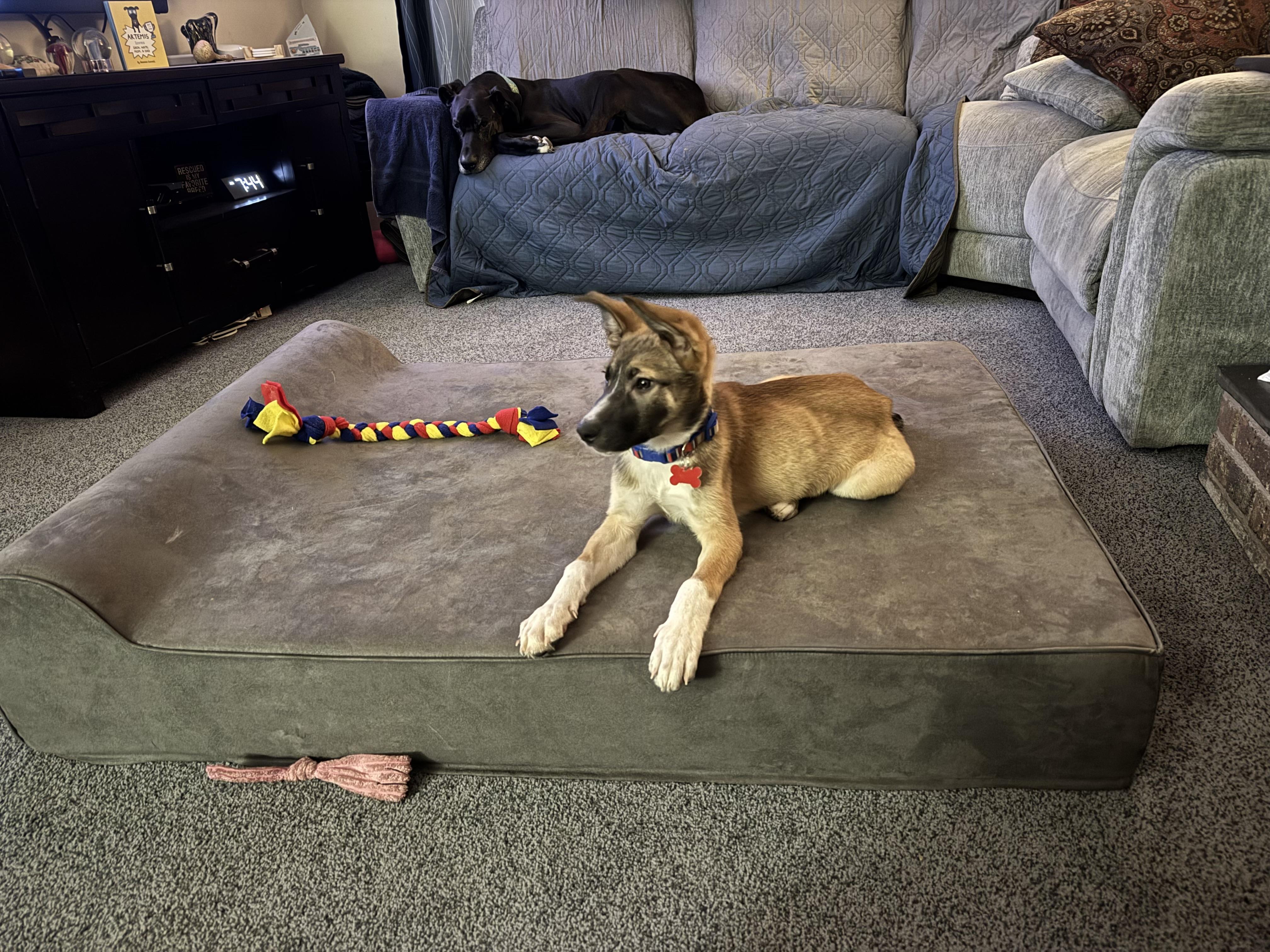 Enlarge Petta James, an adopted mixed breed in East Haddam, CT image 3/3