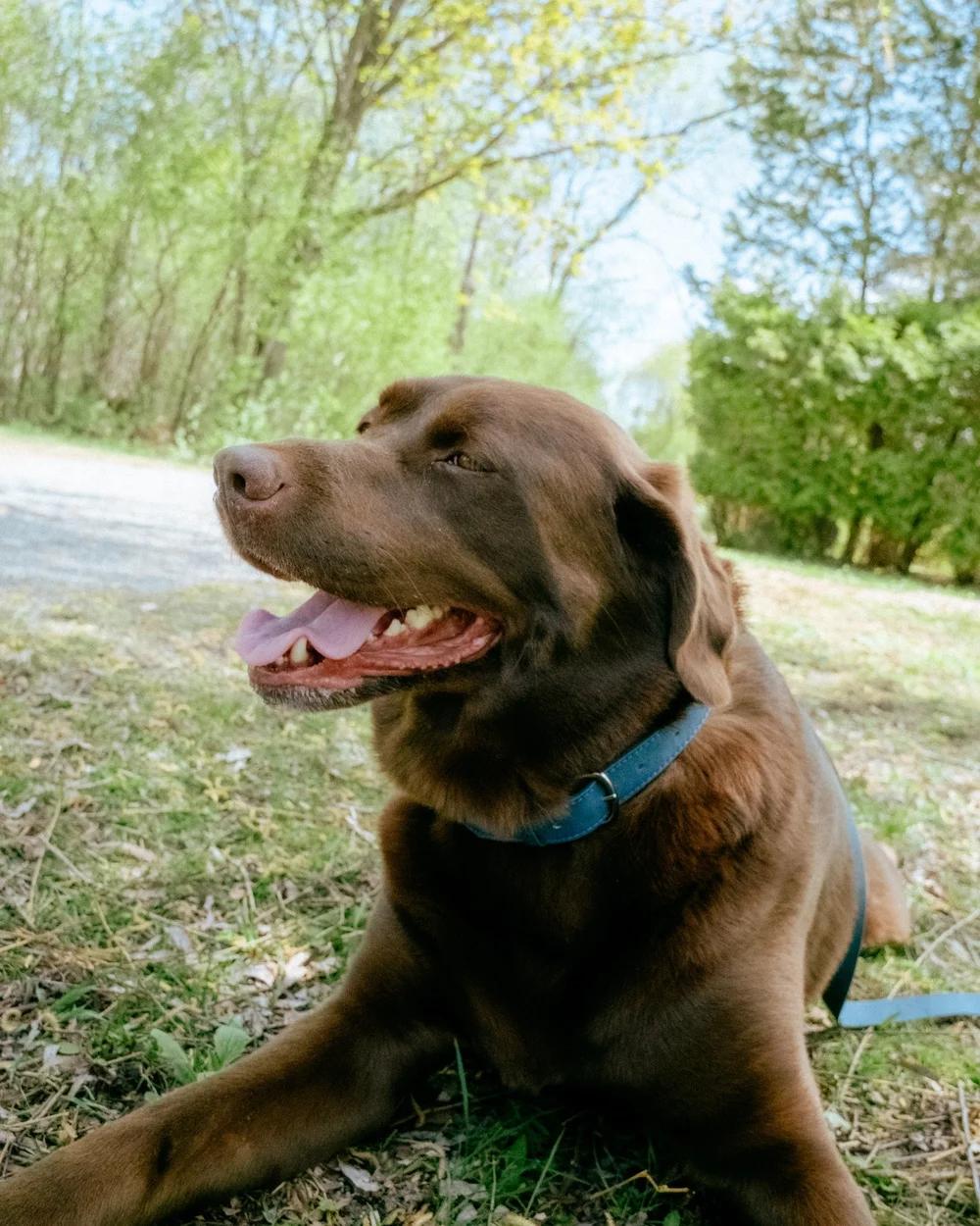 Enlarge Palmer, an adopted Chocolate Labrador Retriever in laval, QC image 4/4