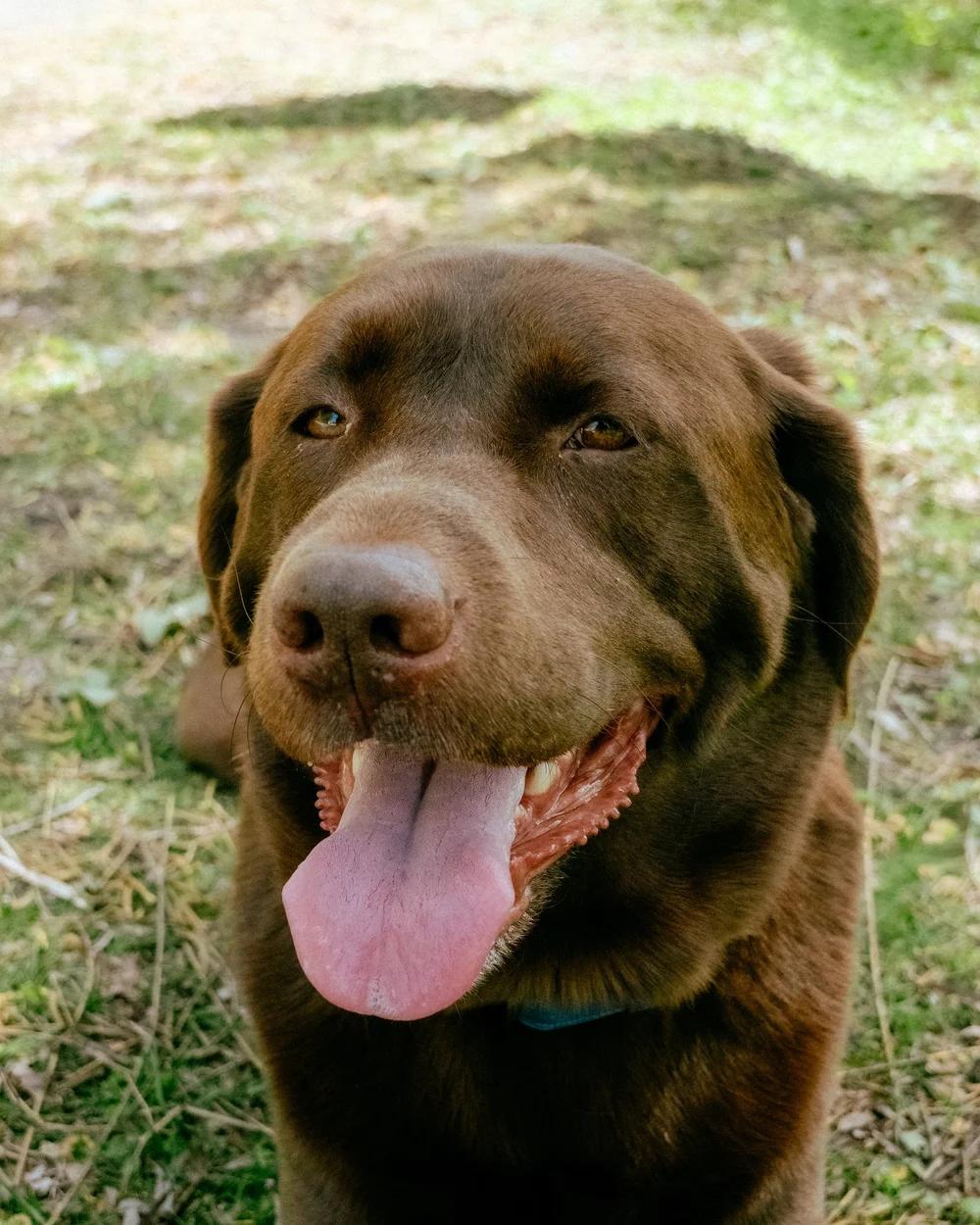 Enlarge Palmer, an adopted Chocolate Labrador Retriever in laval, QC image 3/4