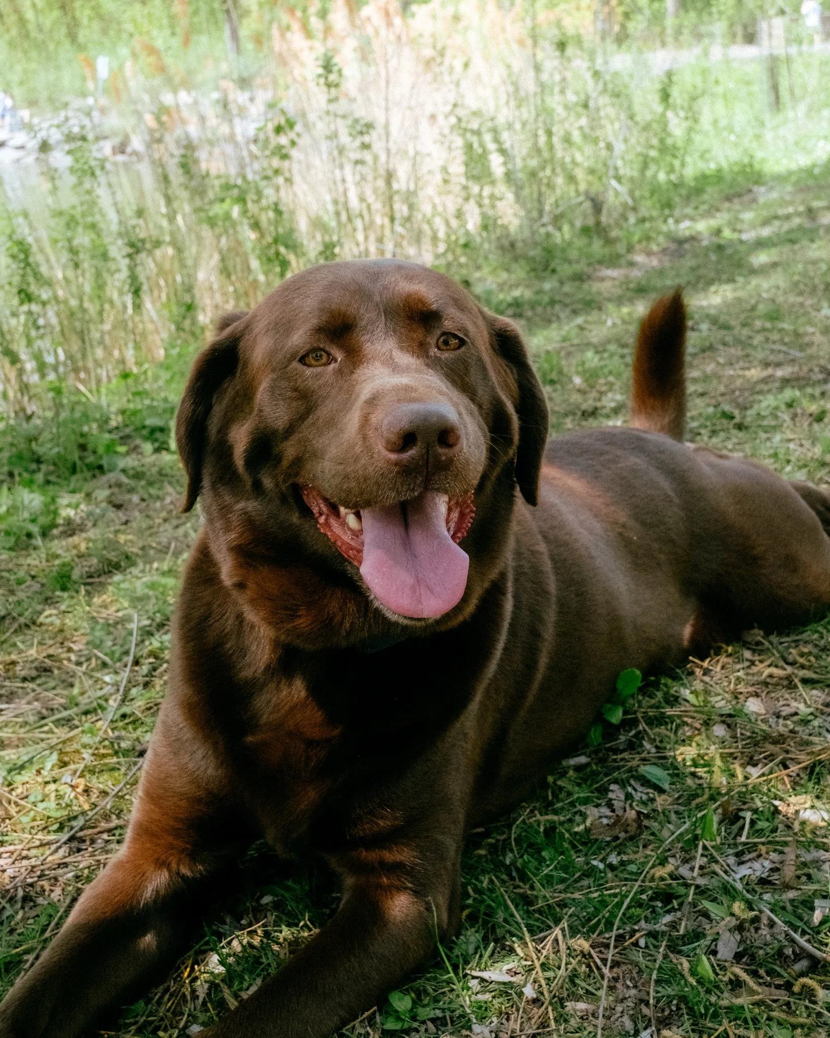 Enlarge Palmer, an adopted Chocolate Labrador Retriever in laval, QC image 1/4