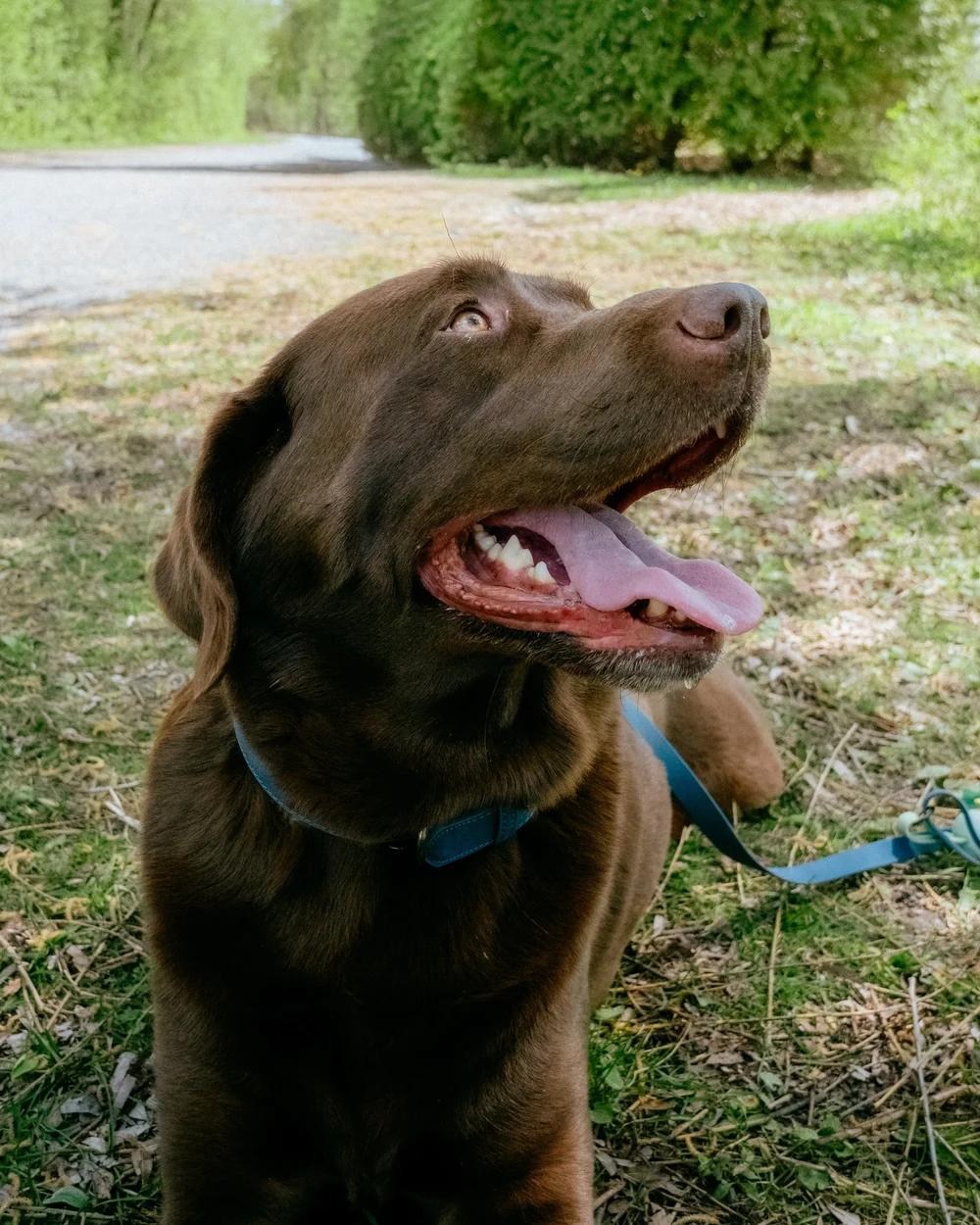Enlarge Palmer, an adopted Chocolate Labrador Retriever in laval, QC image 2/4