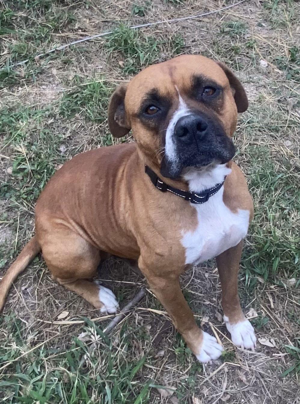 Enlarge GABRIEL, a Adoptable Boxer in Katy, TX image 1/3