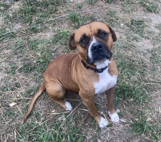 Enlarge GABRIEL, a Adoptable Boxer in Katy, TX image 2/3