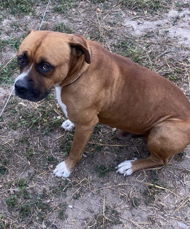 Enlarge GABRIEL, a Adoptable Boxer in Katy, TX image 3/3