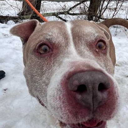 Enlarge Rex, a ADOPTABLE Pit Bull Terrier in Honesdale, PA image 4/4
