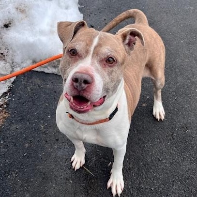 Rex, ADOPTABLE, Senior Male Pit Bull Terrier.