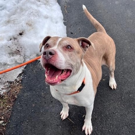 Enlarge Rex, a ADOPTABLE Pit Bull Terrier in Honesdale, PA image 2/4