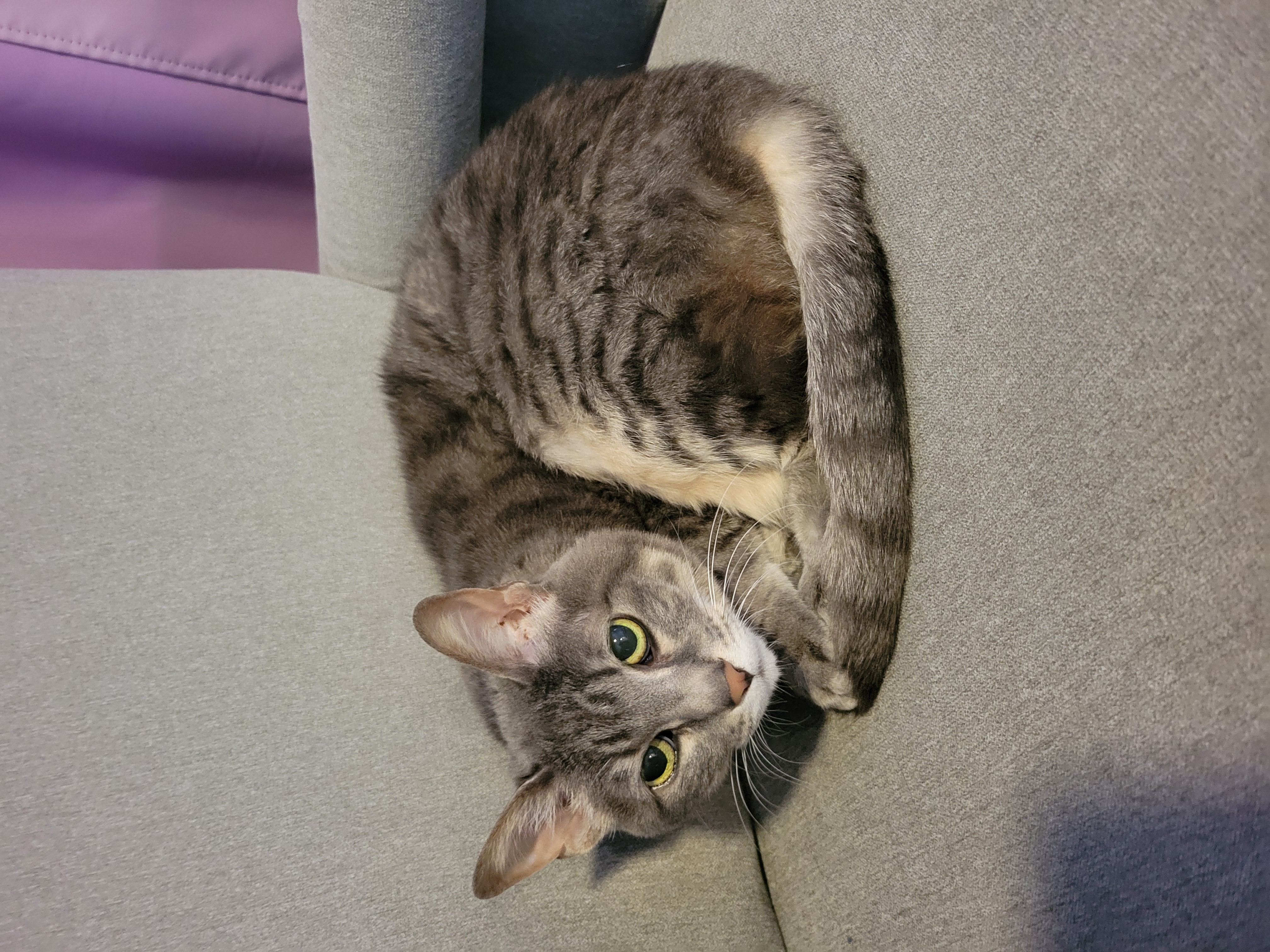 Gizmo, a Adoptable Domestic Short Hair in Charlotte, NC image 1/2