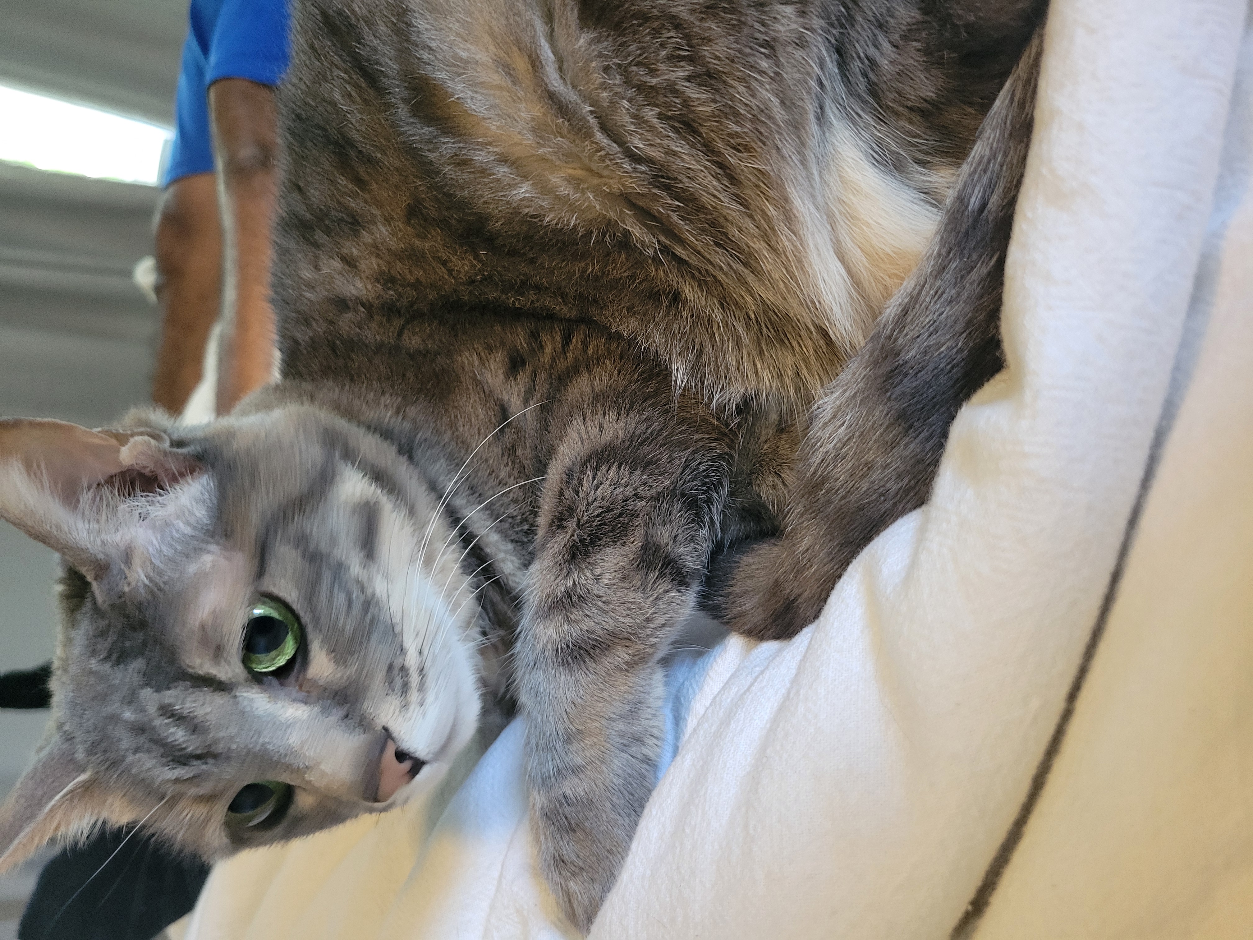 Gizmo, a Adoptable Domestic Short Hair in Charlotte, NC image 2/2