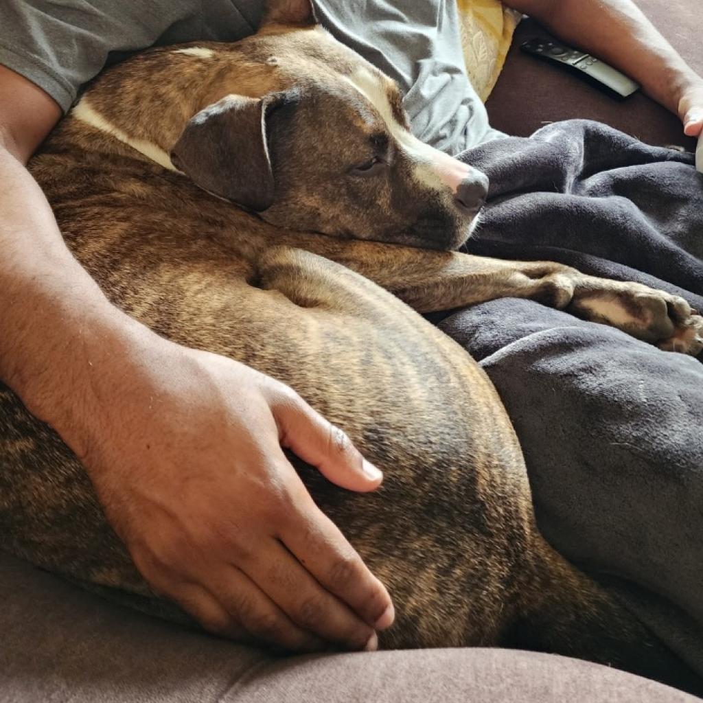 Niko, Adoptable, Senior Male Boxer & Hound.