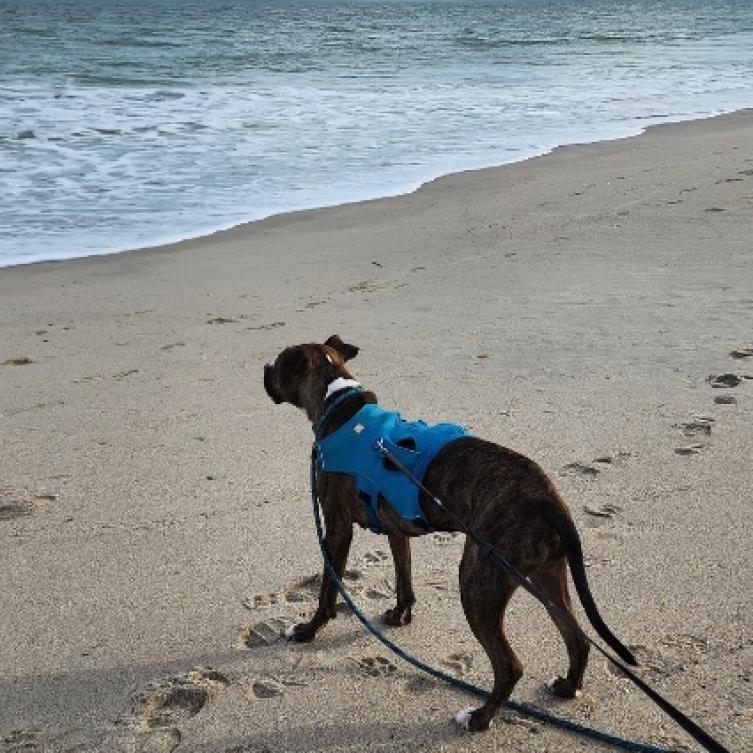 Enlarge Niko, a Adoptable mixed breed in Raleigh, NC image 2/6