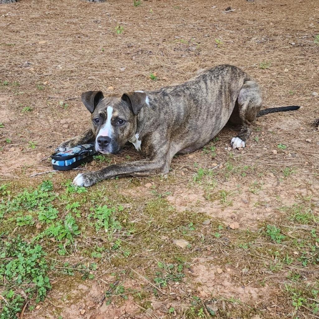Enlarge Niko, a Adoptable mixed breed in Raleigh, NC image 3/6