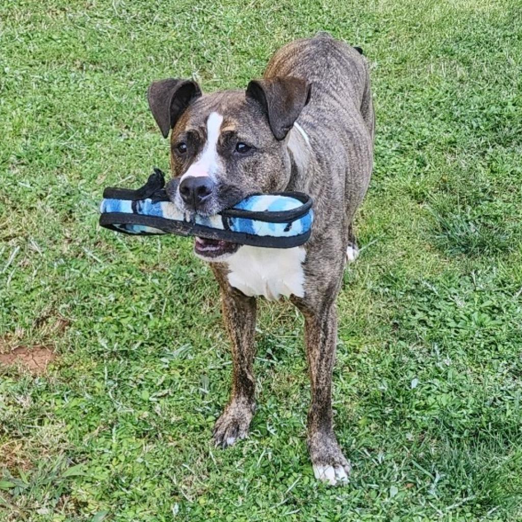 Enlarge Niko, a Adoptable mixed breed in Raleigh, NC image 4/6