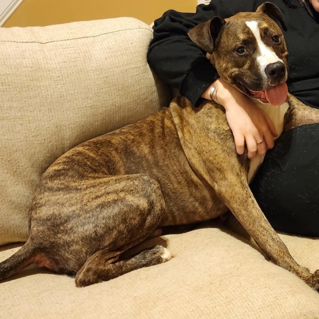 Enlarge Niko, a Adoptable mixed breed in Raleigh, NC image 5/6