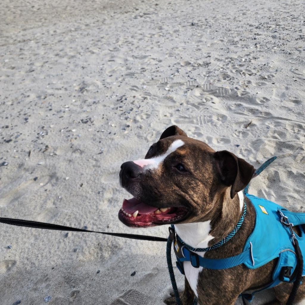 Enlarge Niko, a Adoptable mixed breed in Raleigh, NC image 6/6