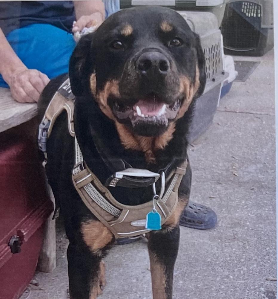 Enlarge Wrecks, a Adoptable Rottweiler in Fort Madison, IA image 1/2