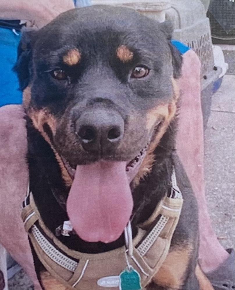 Enlarge Wrecks, a Adoptable Rottweiler in Fort Madison, IA image 2/2