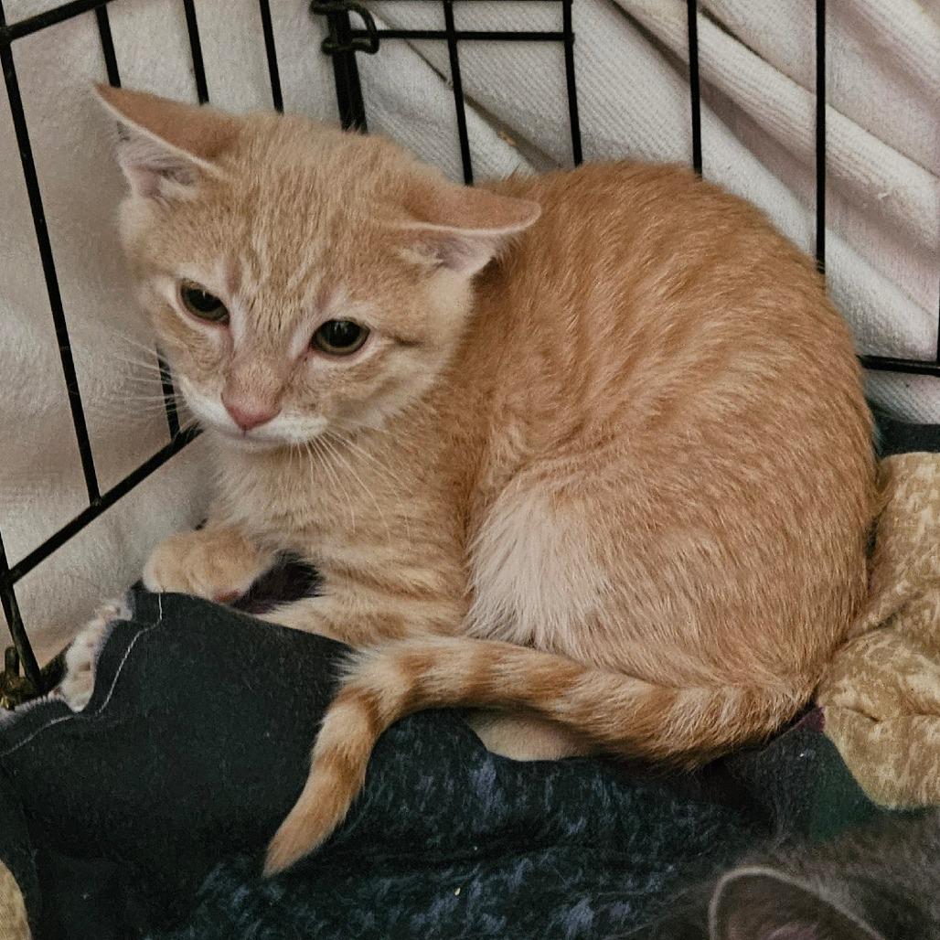 Enlarge Cassini, a Adoptable Domestic Short Hair in Winchester, VA image 1/3