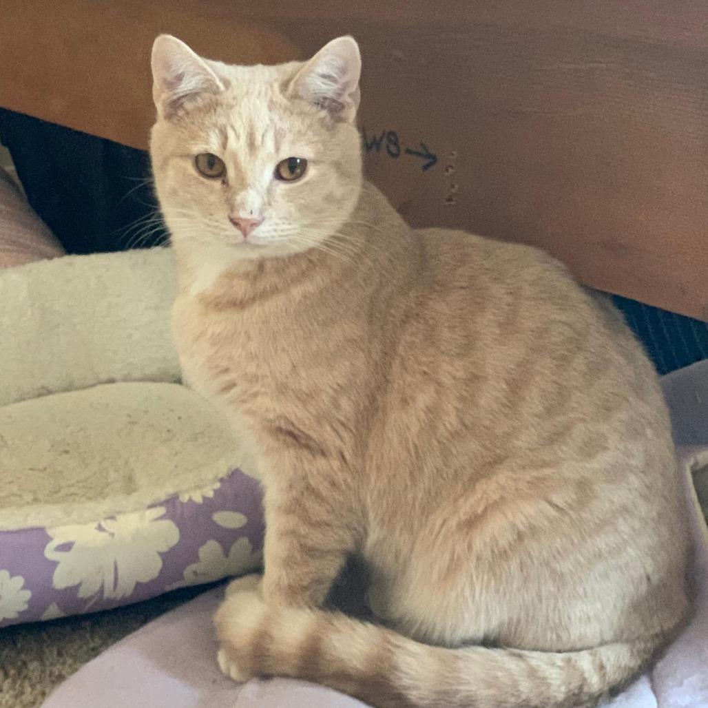 Enlarge Cassini, a Adoptable Domestic Short Hair in Winchester, VA image 3/4