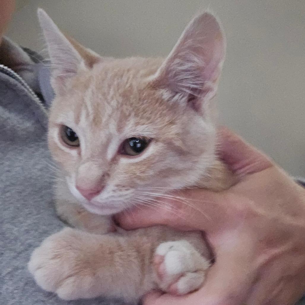 Enlarge Cassini, a Adoptable Domestic Short Hair in Winchester, VA image 3/3