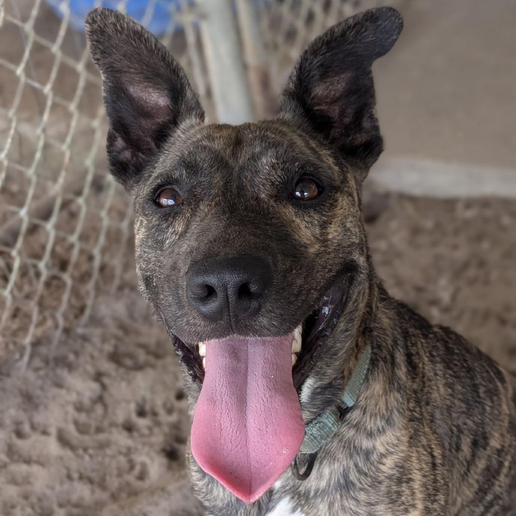 Enlarge Cabbage Patch, a Adoptable mixed breed in Ocala, FL image 3/6