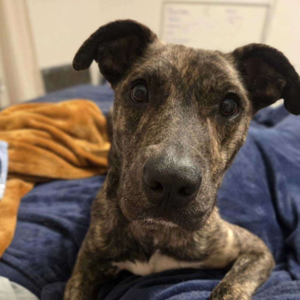 Enlarge Cabbage Patch, a Adoptable mixed breed in Ocala, FL image 6/6