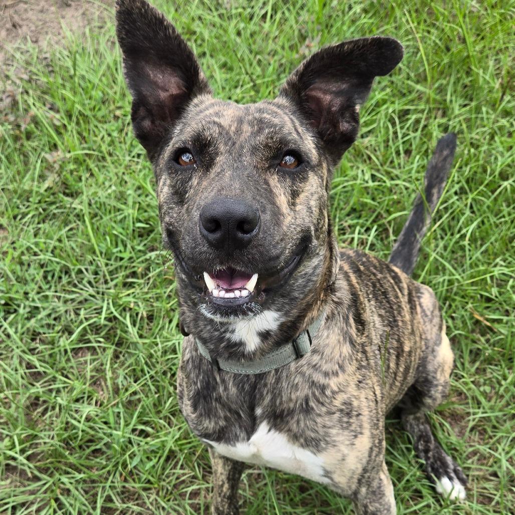 Cabbage Patch, ADOPTABLE, Adult • Female, Dutch Shepherd & Cattle Dog.